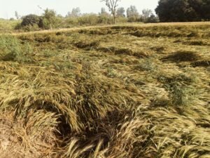 भास्कर एनालिसिसबेमौसम बारिश बढ़ाएगी महंगाई, रसोई का बिगड़ेगा बजट:दाल-रोटी से लेकर प्याज-तेल तक महंगा होगा, 6% कम होगी मानसून की बारिश