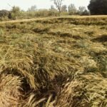 भास्कर एनालिसिस बेमौसम बारिश बढ़ाएगी महंगाई, रसोई का बिगड़ेगा बजट:दाल-रोटी से लेकर प्याज-तेल तक महंगा होगा, 6% कम होगी मानसून की बारिश