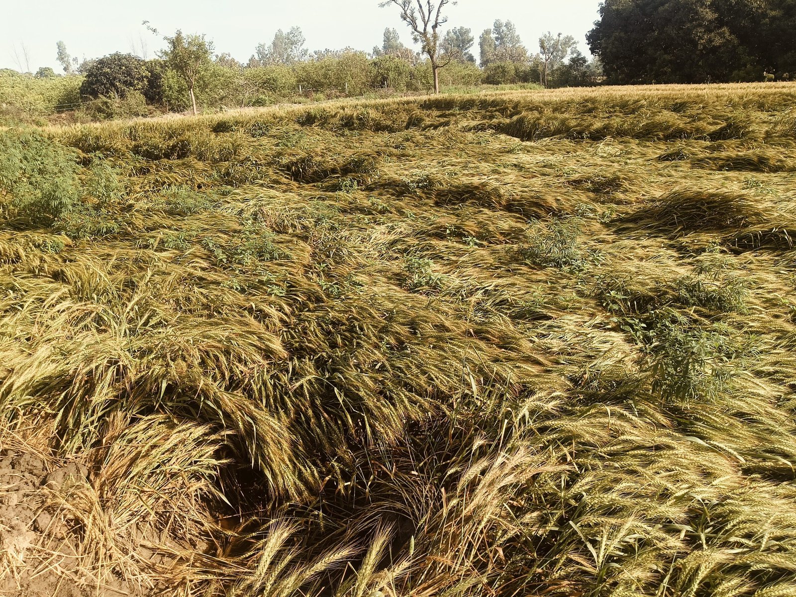 भास्कर एनालिसिस बेमौसम बारिश बढ़ाएगी महंगाई, रसोई का बिगड़ेगा बजट:दाल-रोटी से लेकर प्याज-तेल तक महंगा होगा, 6% कम होगी मानसून की बारिश
